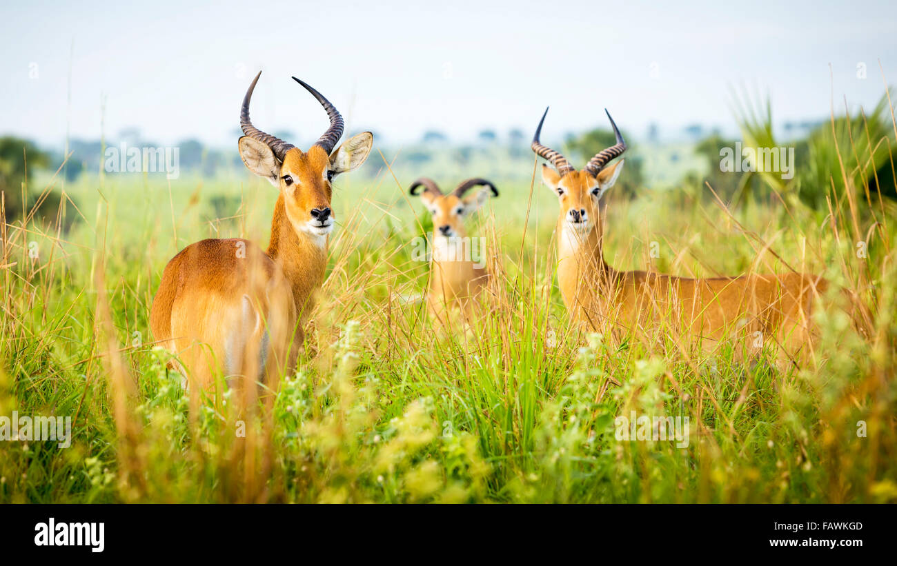 L'antilope, Murchison Falls National Park ; l'Ouganda Banque D'Images