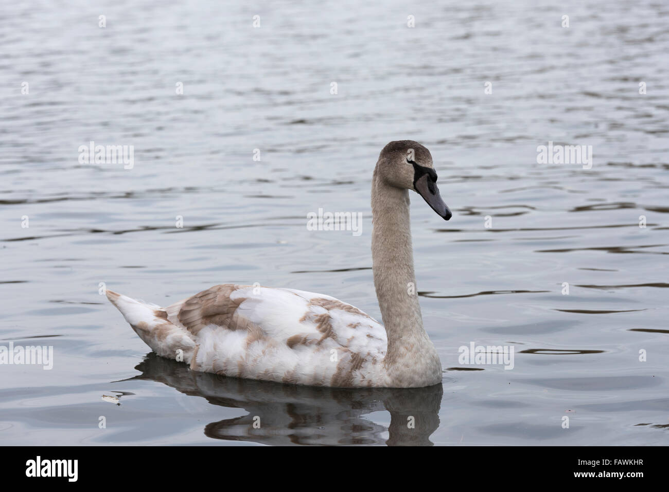 Cygne muet mineur Banque D'Images