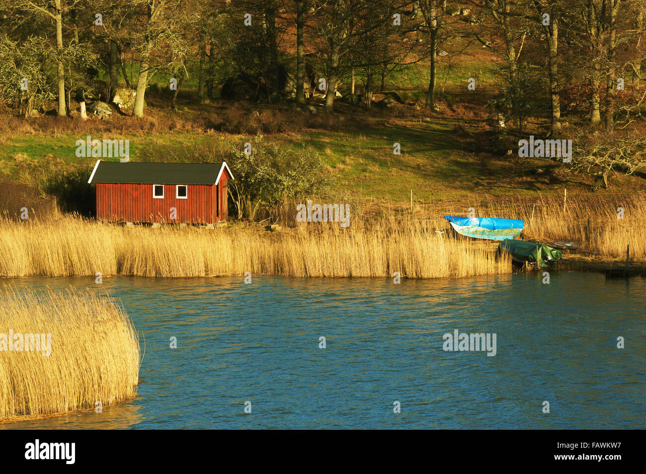 Un petit hangar en bois rouge situé dans les roseaux près de l'eau. Mélange forestier avec les agriculteurs champs en arrière-plan. Comme vu dans l Banque D'Images