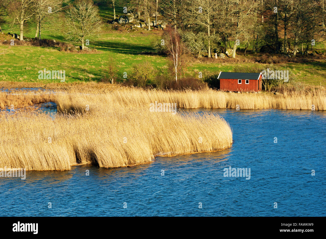 Un petit hangar en bois rouge situé dans les roseaux près de l'eau. Mélange forestier avec les agriculteurs champs en arrière-plan. Comme vu dans l Banque D'Images