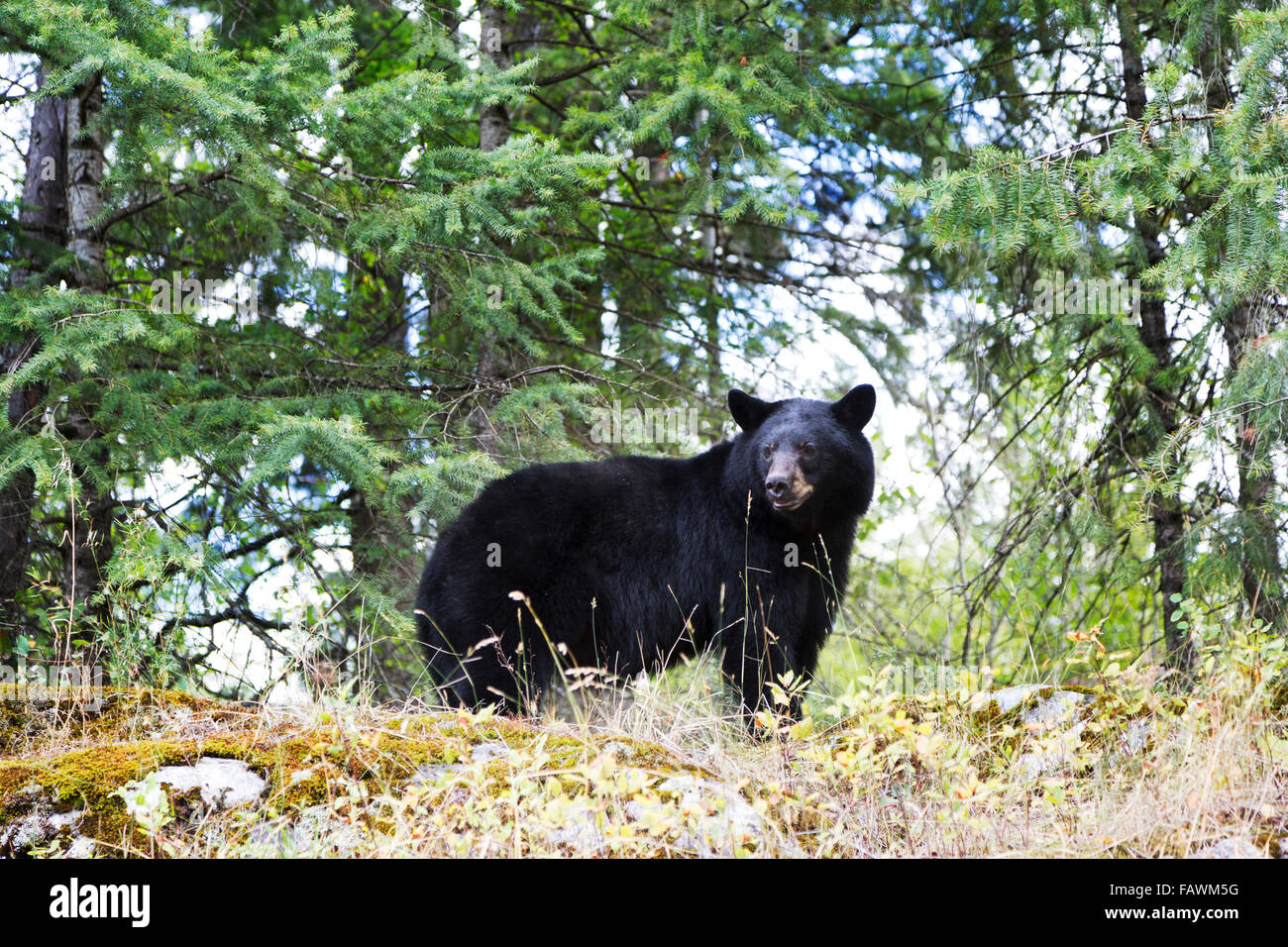 Un ours noir (Ursus americanus) dans les arbres ; Salmon Arm, British Columbia, Canada Banque D'Images