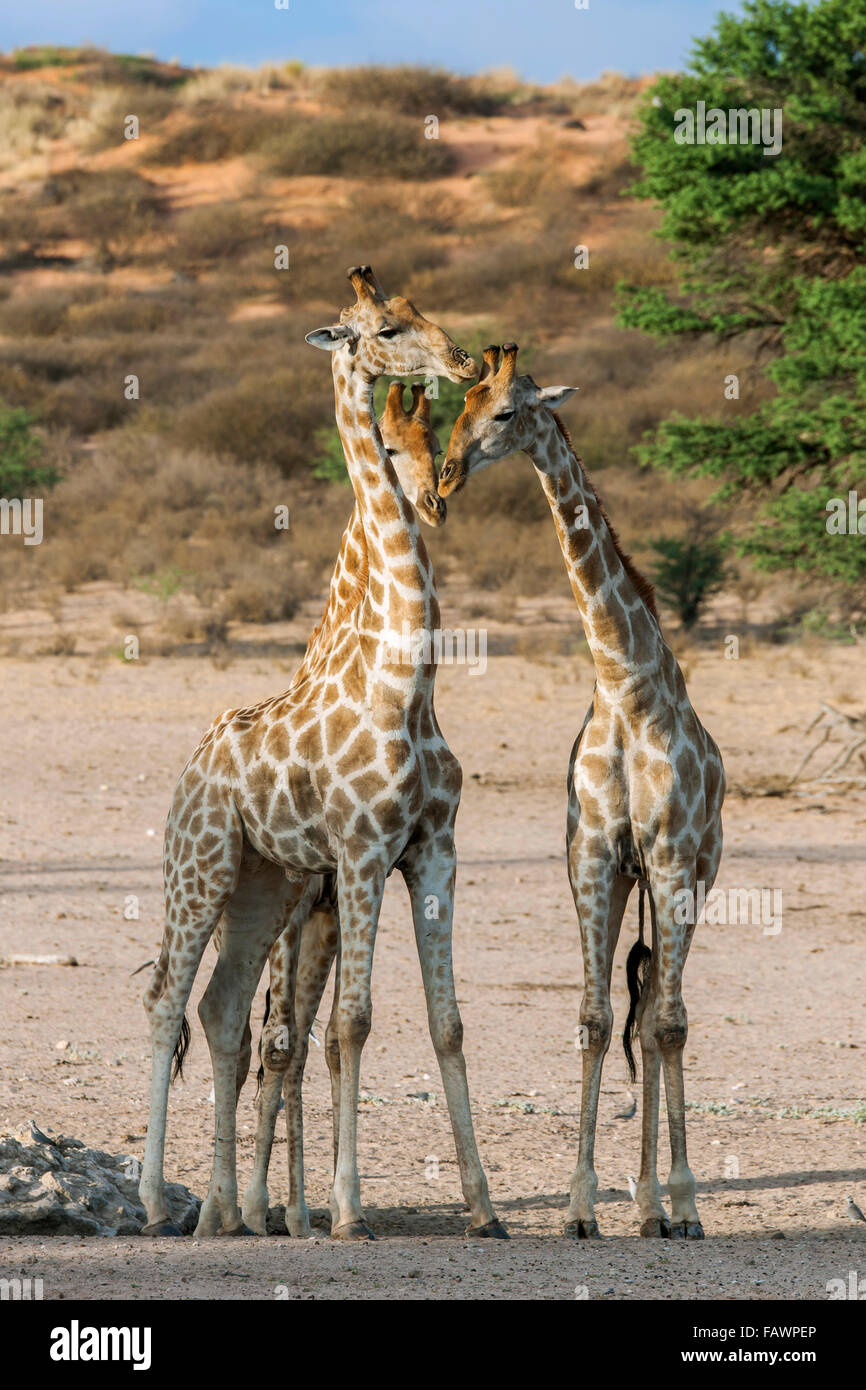 Girafe (Giraffa camelopardalis), Kgalagadi Transfrontier Park, Northern Cape, Afrique du Sud Banque D'Images