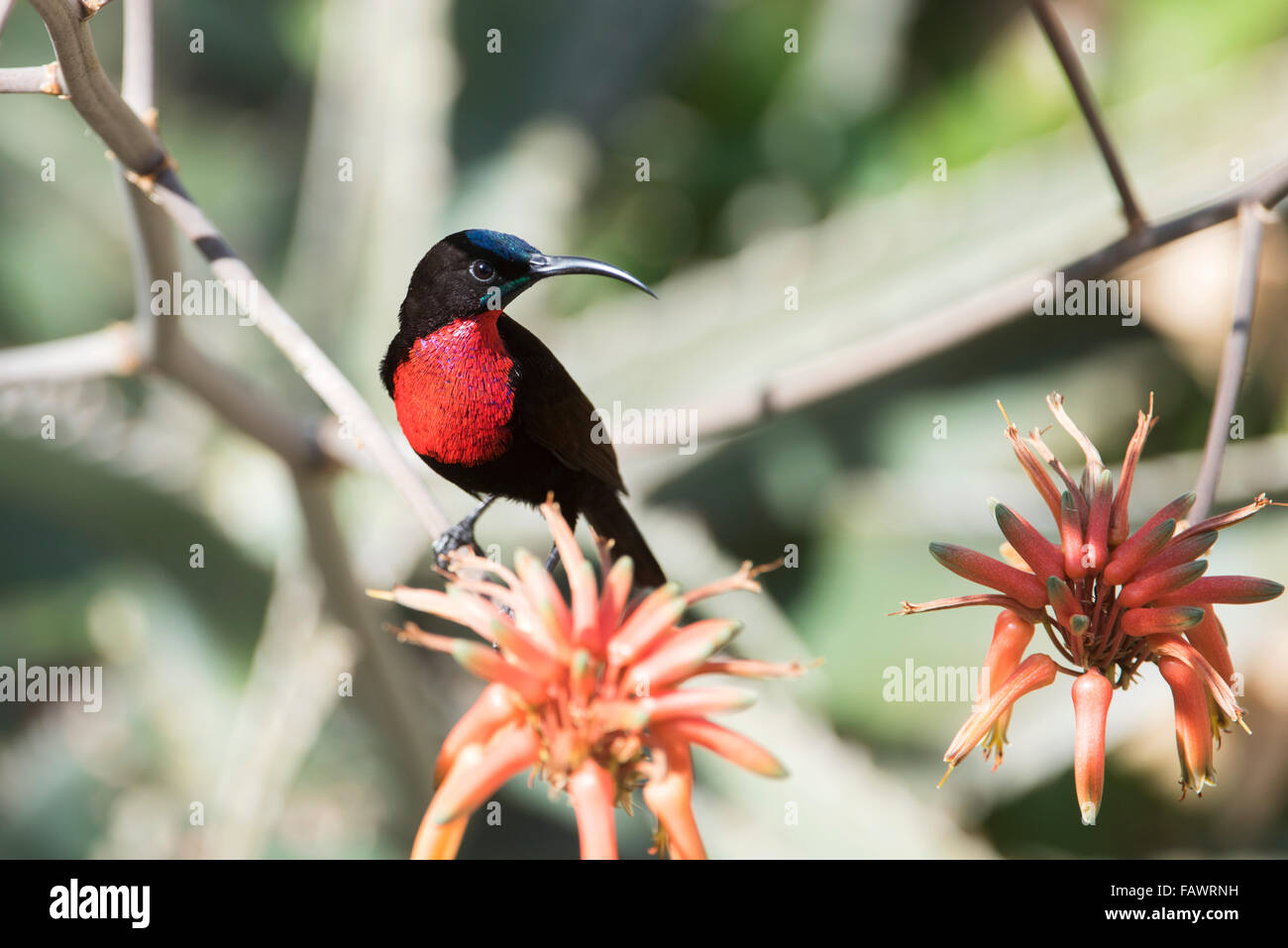 Écarlate mâle-chested Sunbird (Chalcomitra senegalensis) perché sur la fleur d'aloès, parc national de Tarangire Tanzanie ; Banque D'Images