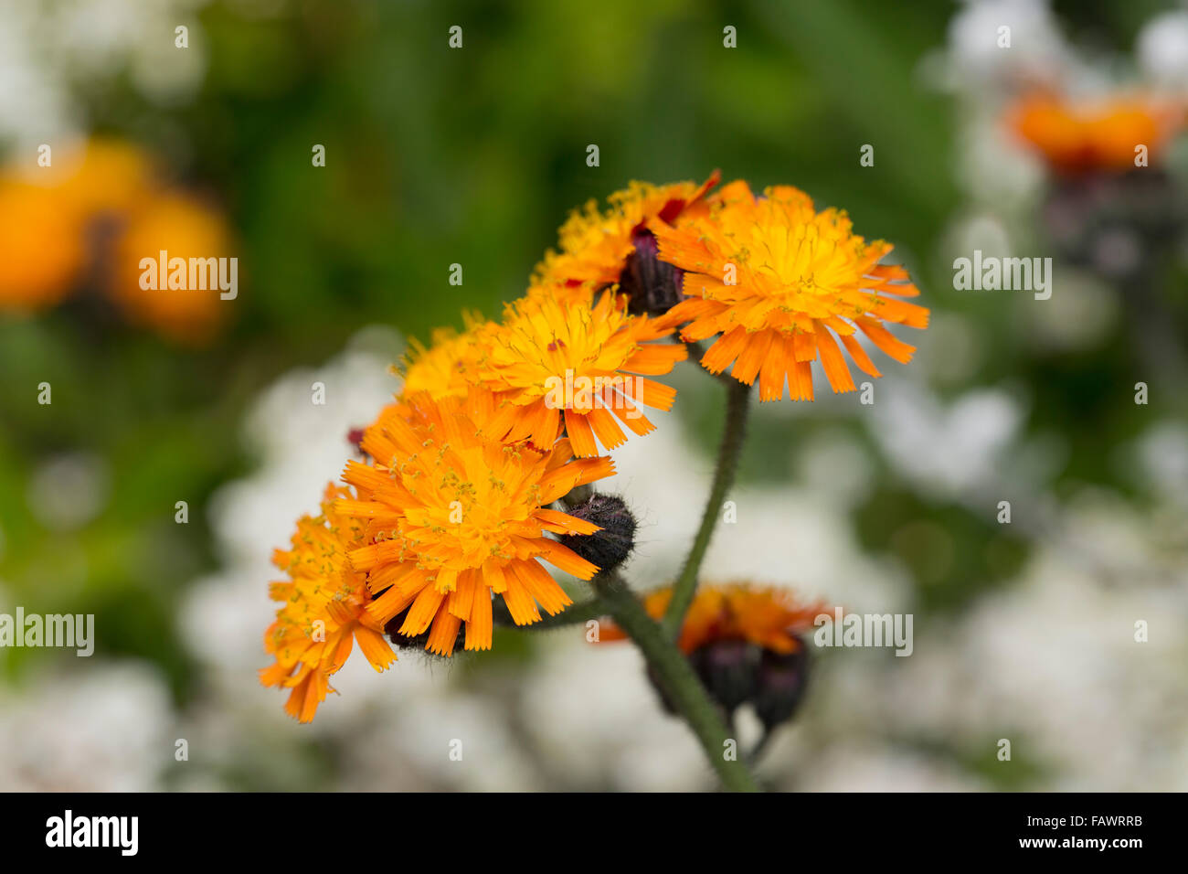 Fox et d'oursons ; Pilosella aurantiaca fleurs ; Royaume-Uni ; d'Anglesey Banque D'Images
