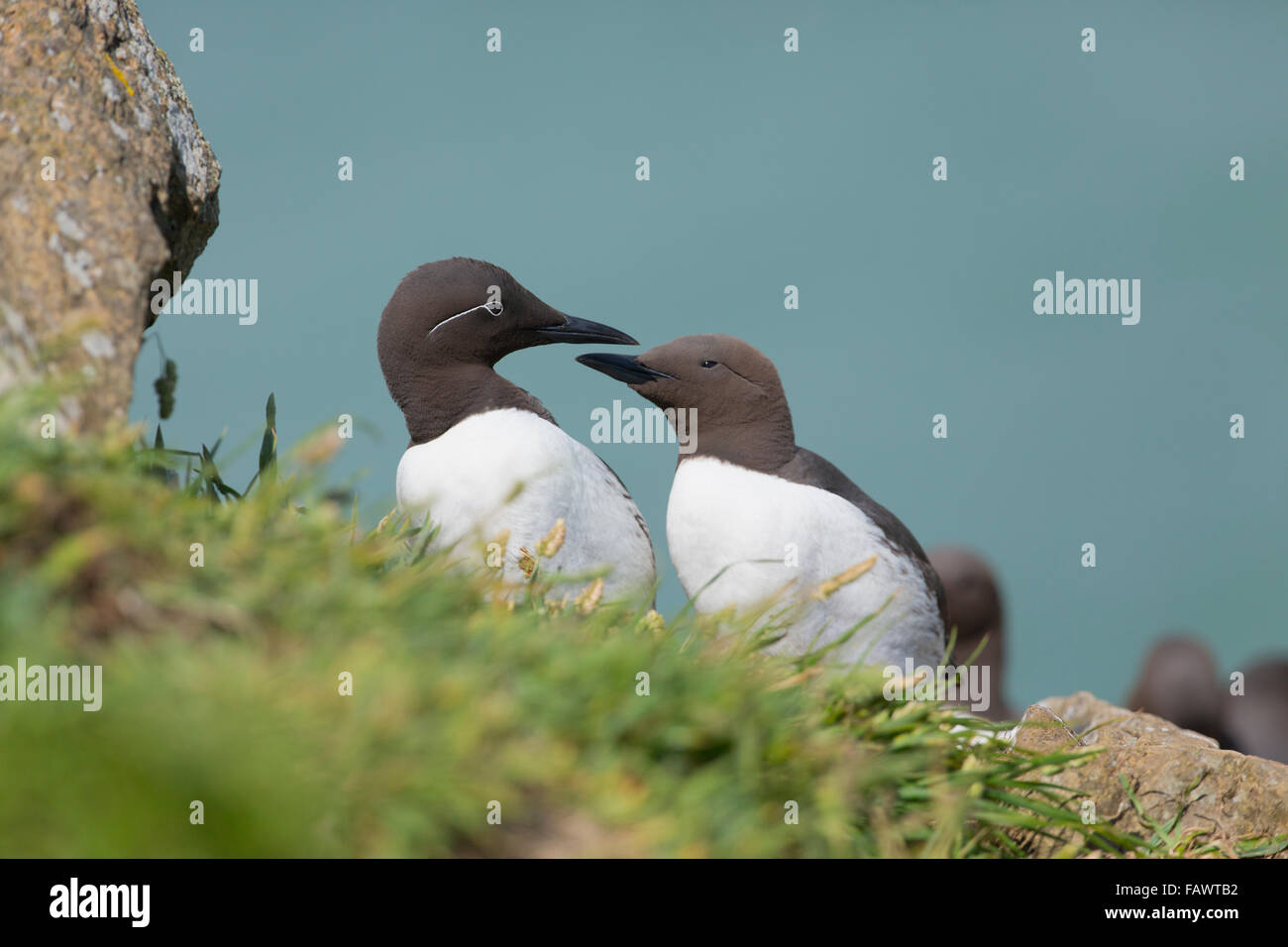 Guillemot de Troïl Uria aalge ; deux ; un formulaire bridée ; Pays de Galles ; UK Banque D'Images