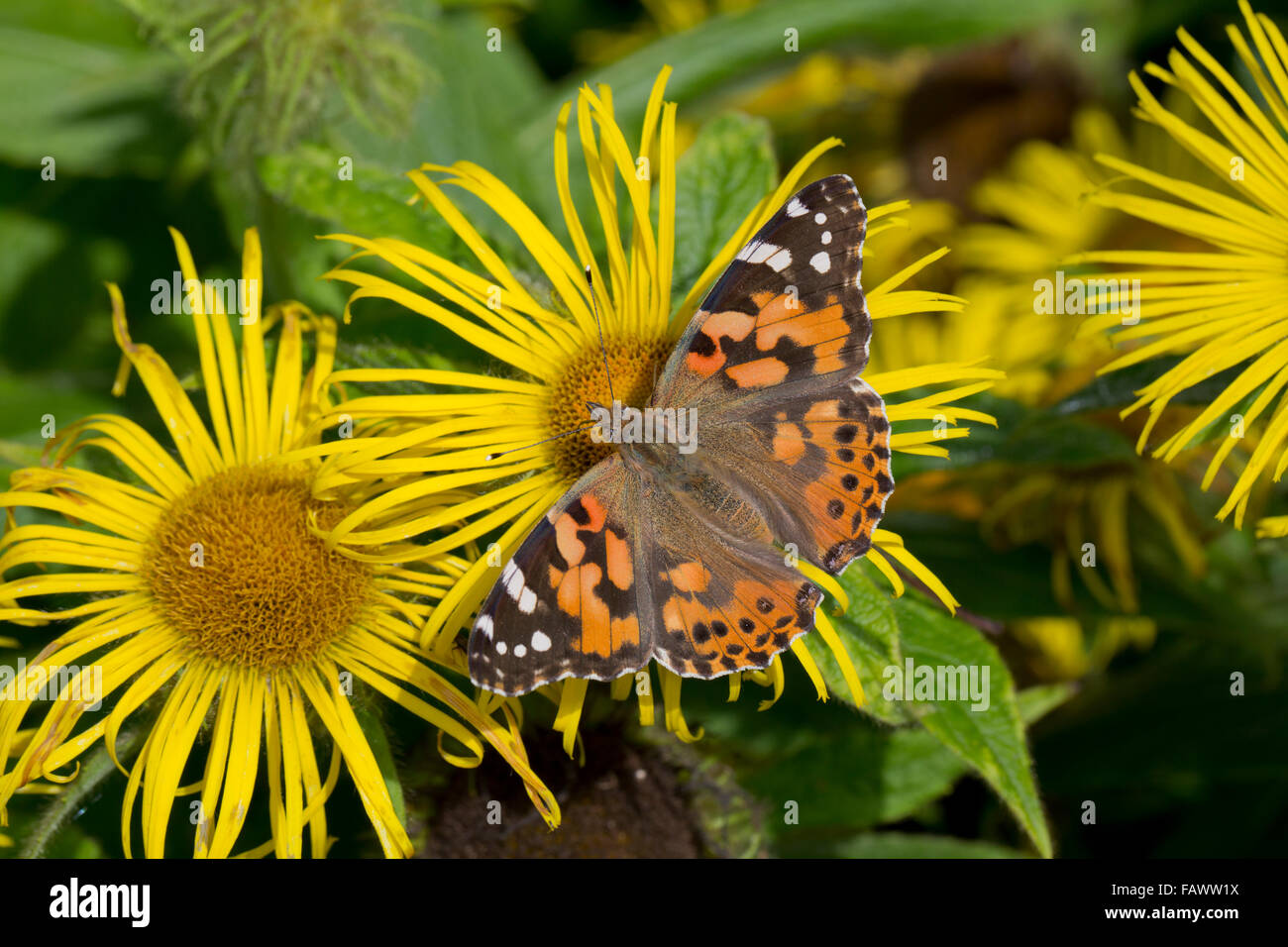 Papillon belle dame ; Vanessa cardui sur simple fleur ; Cornwall, UK Banque D'Images