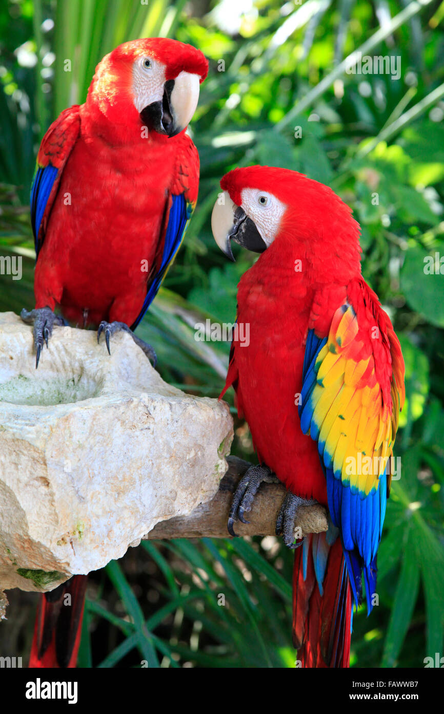 Couple de perroquets colorés Banque D'Images