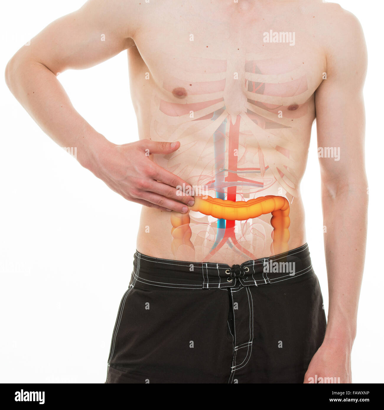 Douleur abdominale - Colon intestin douleur côté droit - anatomie ...