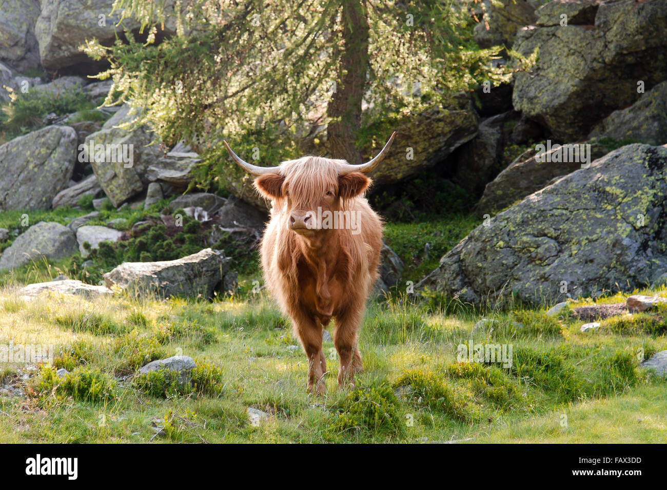 Highland cattle grazing in alpage Banque D'Images