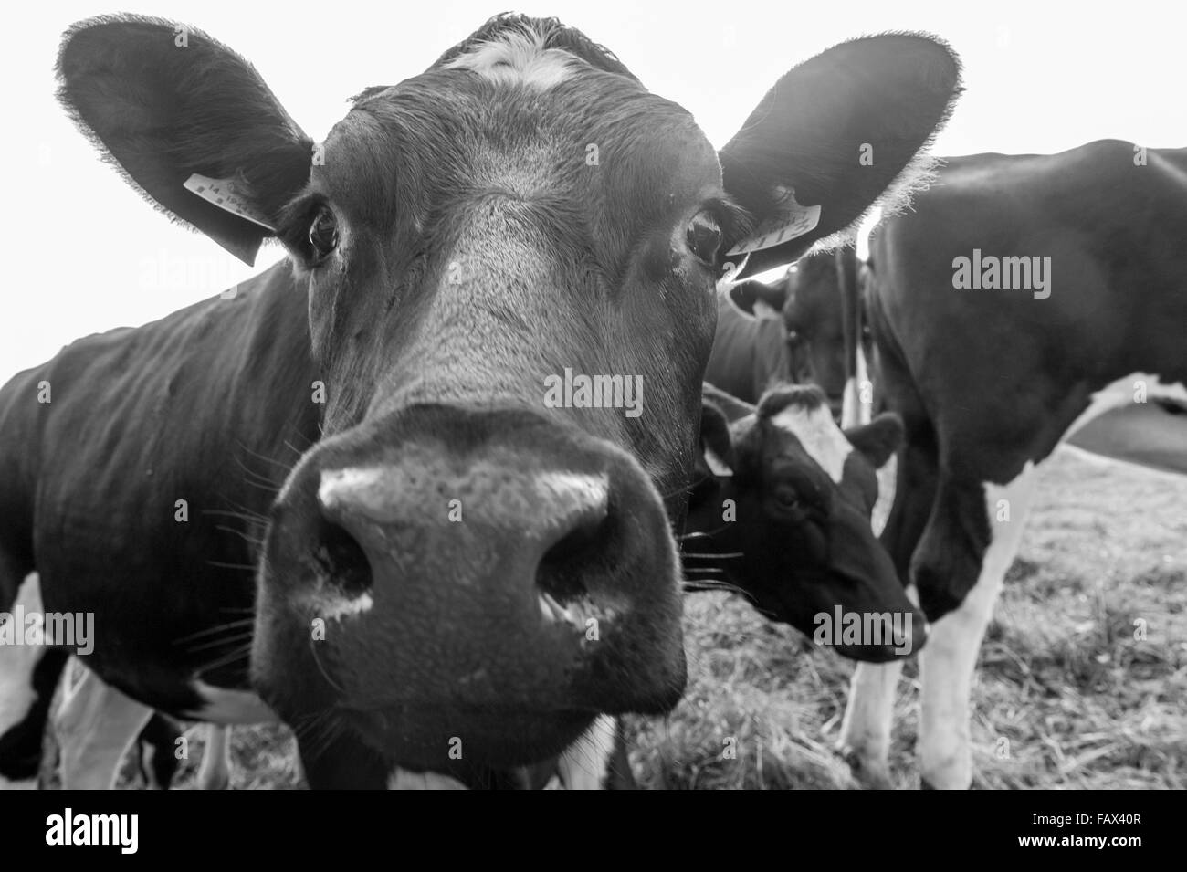 Vache curieux les yeux dans la caméra dans Schull, West Cork, Irlande. Banque D'Images