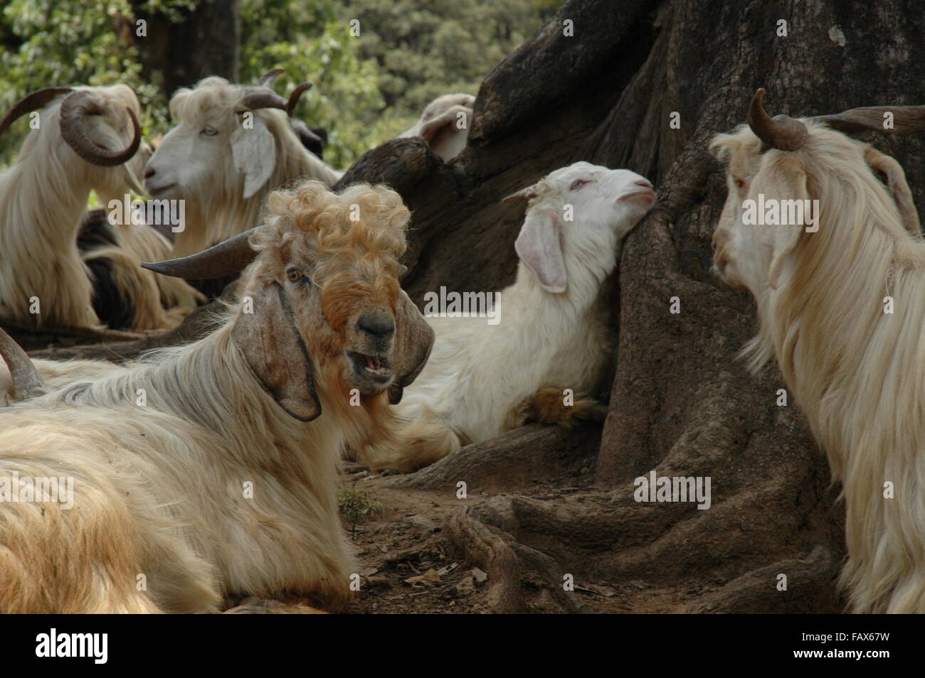 Les chèvres de l'Himalaya au repos Banque D'Images