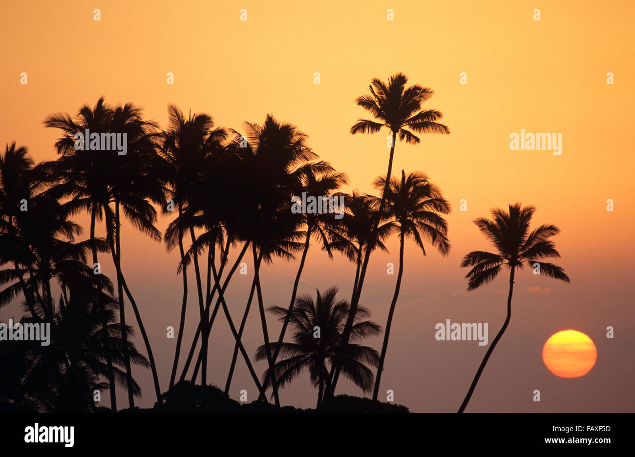 Big Island, Hawaii, Coucher De Soleil South Kohala Coast at Mauna Lani, orbe Jaune de soleil près de l'horizon Banque D'Images