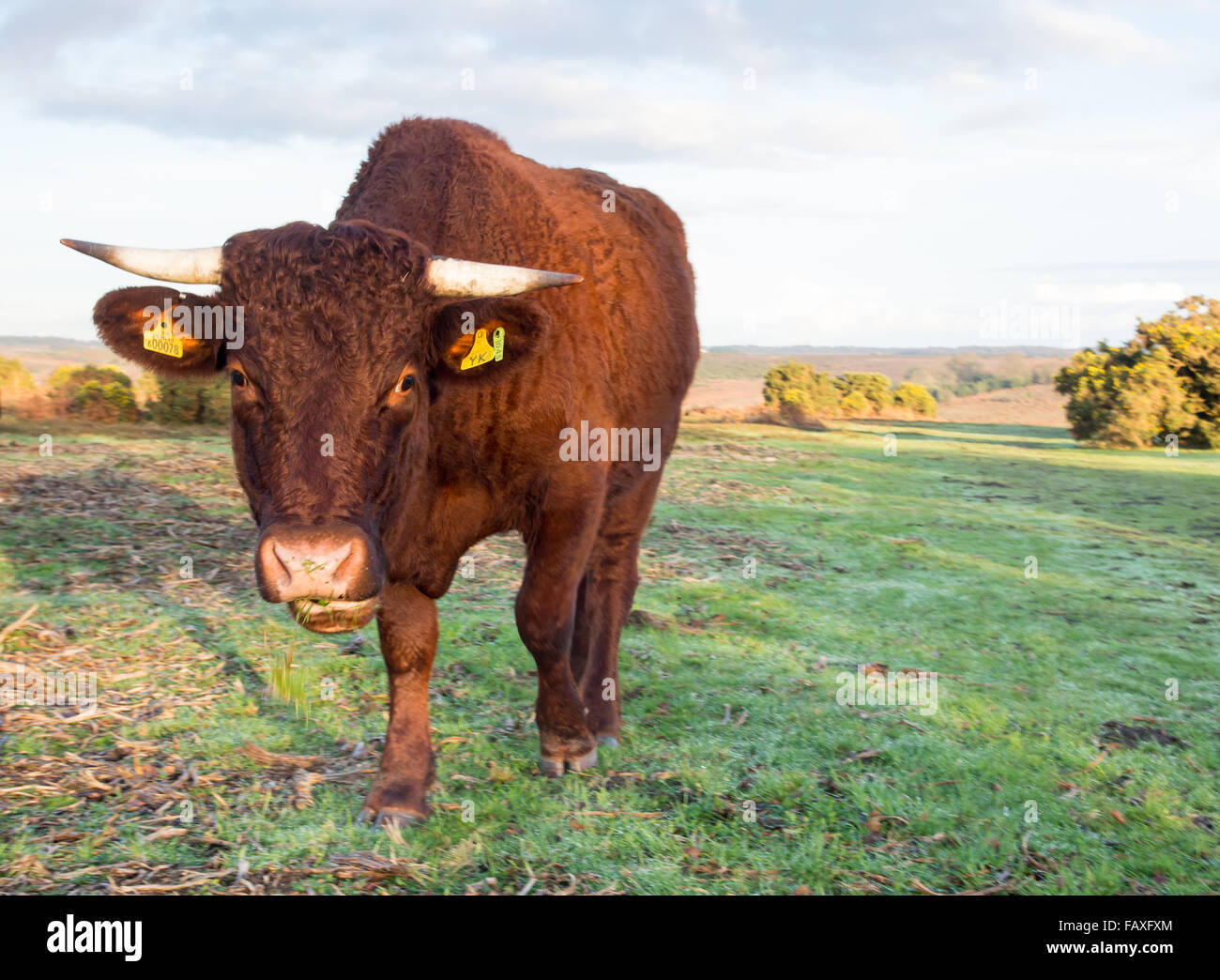 Curieux horned vache dans le parc national New Forest, Hampshire, Royaume-Uni. Banque D'Images