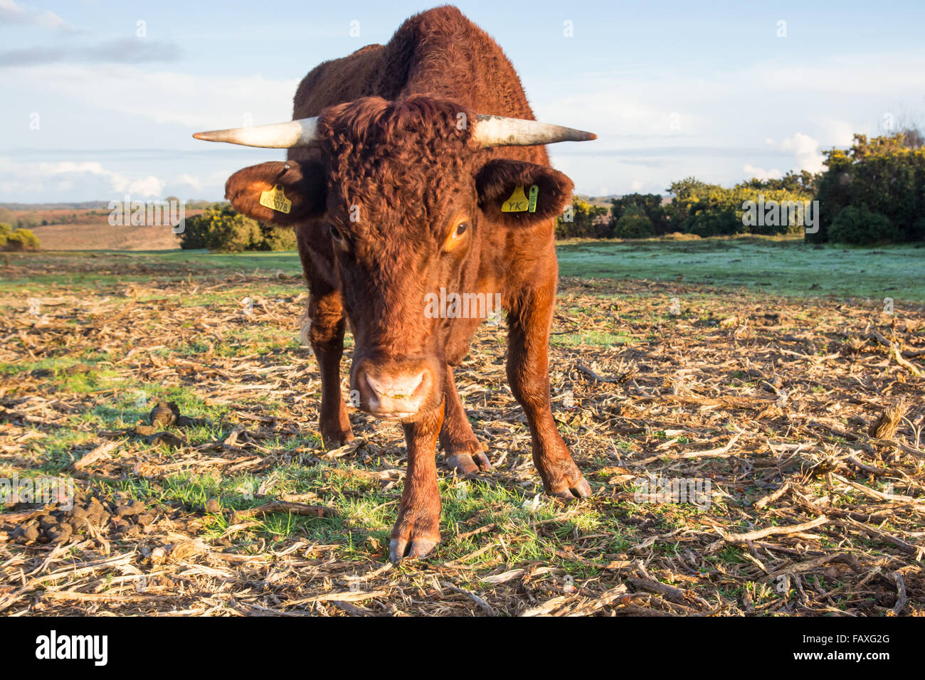 Curieux horned vache dans le parc national New Forest, Hampshire, Royaume-Uni. Banque D'Images