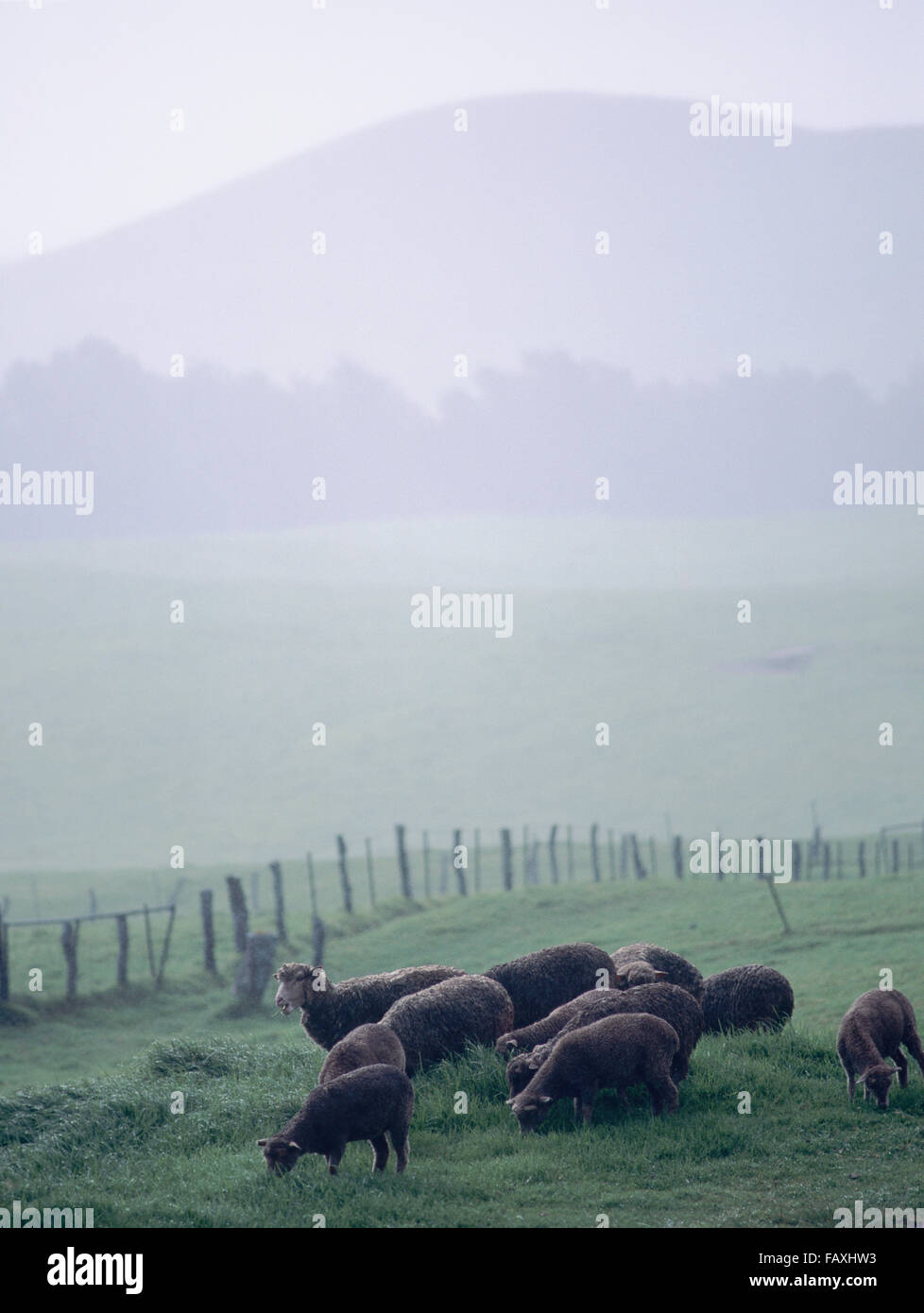 Big Island, Hawaii, Kahua Ranch, montagnes Kohala Nord, de moutons et de bétail, aux limites de la Banque D'Images