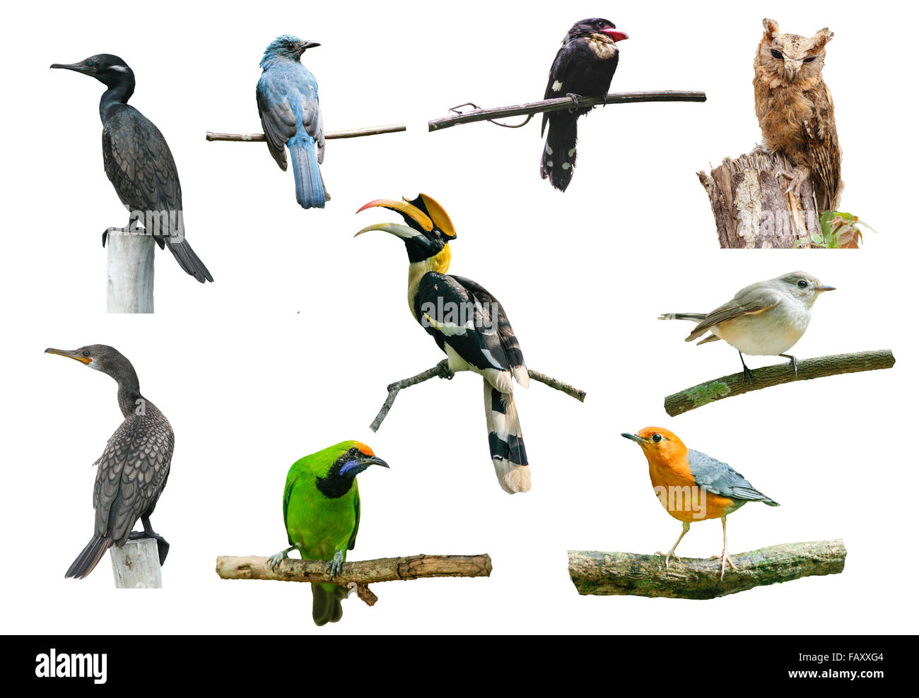 Ensemble d'oiseaux sur fond blanc, calao, boardbill, Owl et d'autres oiseaux Banque D'Images