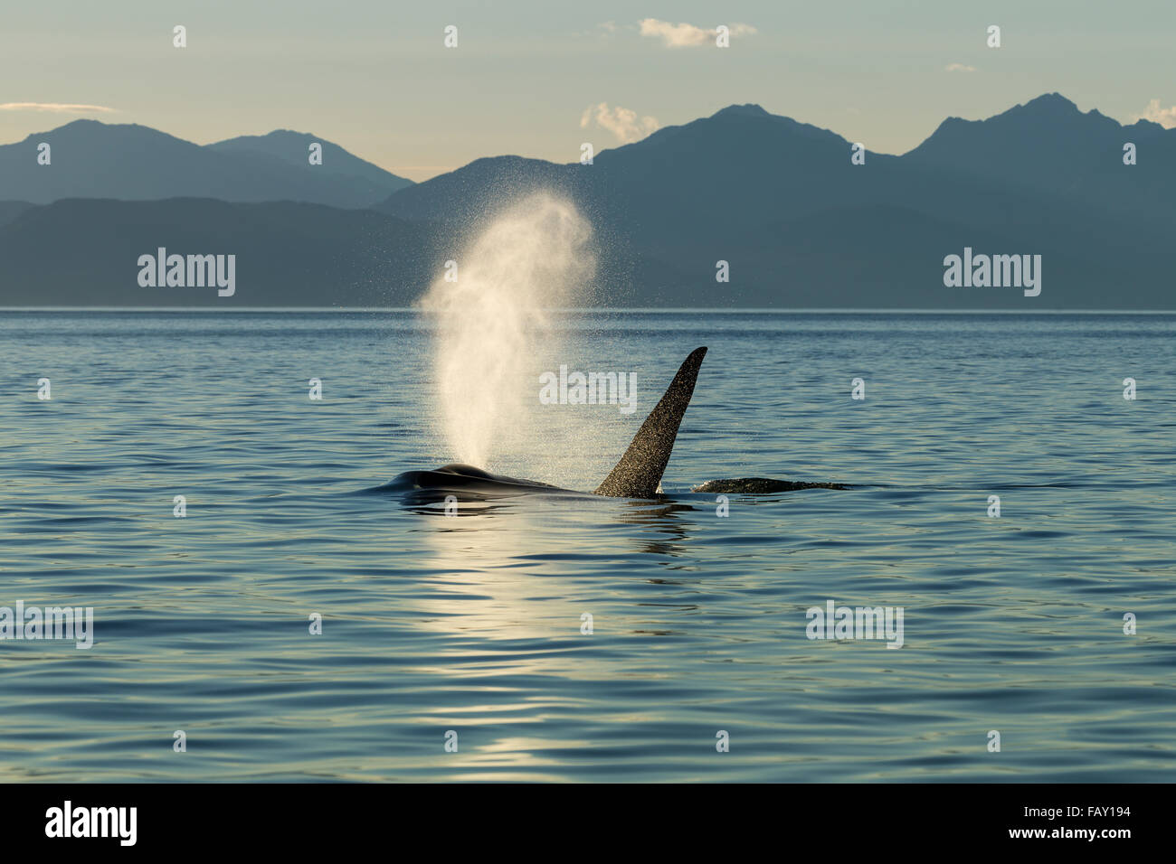 Un M le Adulte Orca orque Surfaces En Canal Lynn Un Soir D t Le un-m-le-adulte-orca-orque-surfaces-en-canal-lynn-un-soir-d-t-le