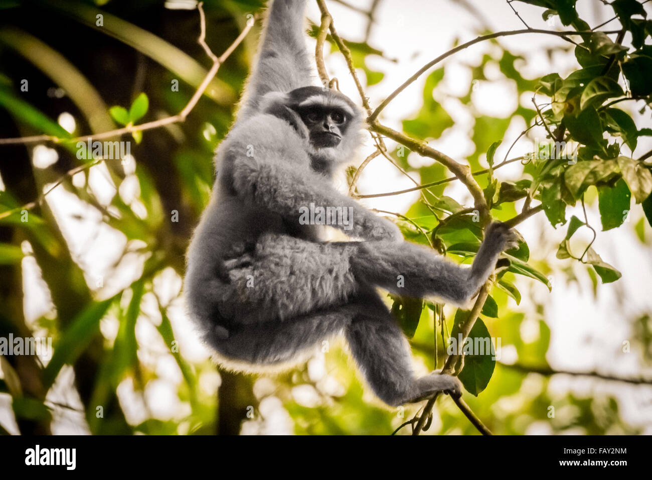 Un gibbon Javan (Hylobates moloch, gibbon argenté) dans le parc national de Gunung Halimun Salak, à Java-Ouest, en Indonésie. Banque D'Images