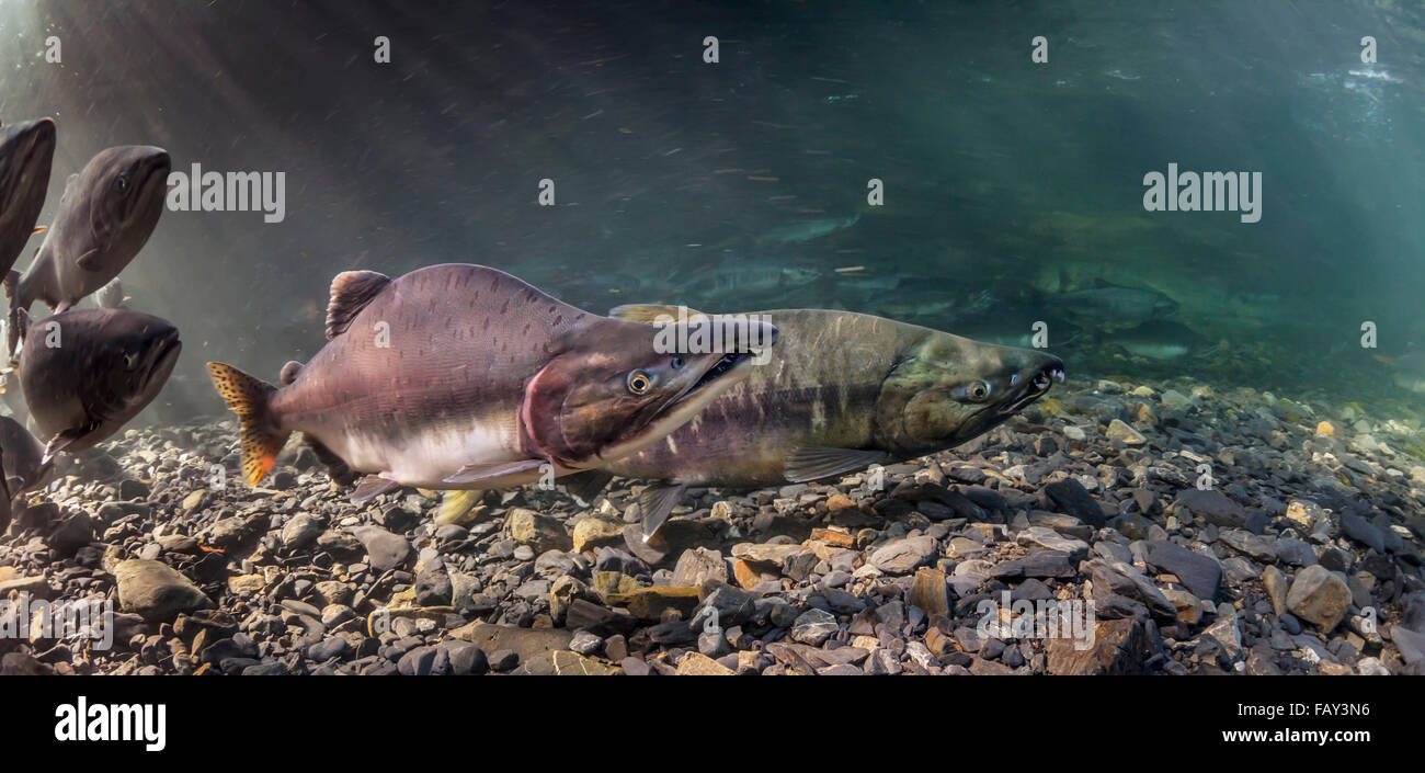 Rose et le saumon kéta (Oncorhynchus gorbuscha et O. keta) migration de reproduction d'été dans un affluent du Prince William Sound, Alaska). Banque D'Images