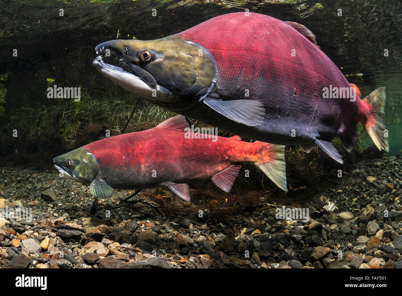 Un saumon sockeye (Oncorhynchus nerka) Paire de frai vue sous-marine dans un flux d'Alaska au cours de l'été. Banque D'Images