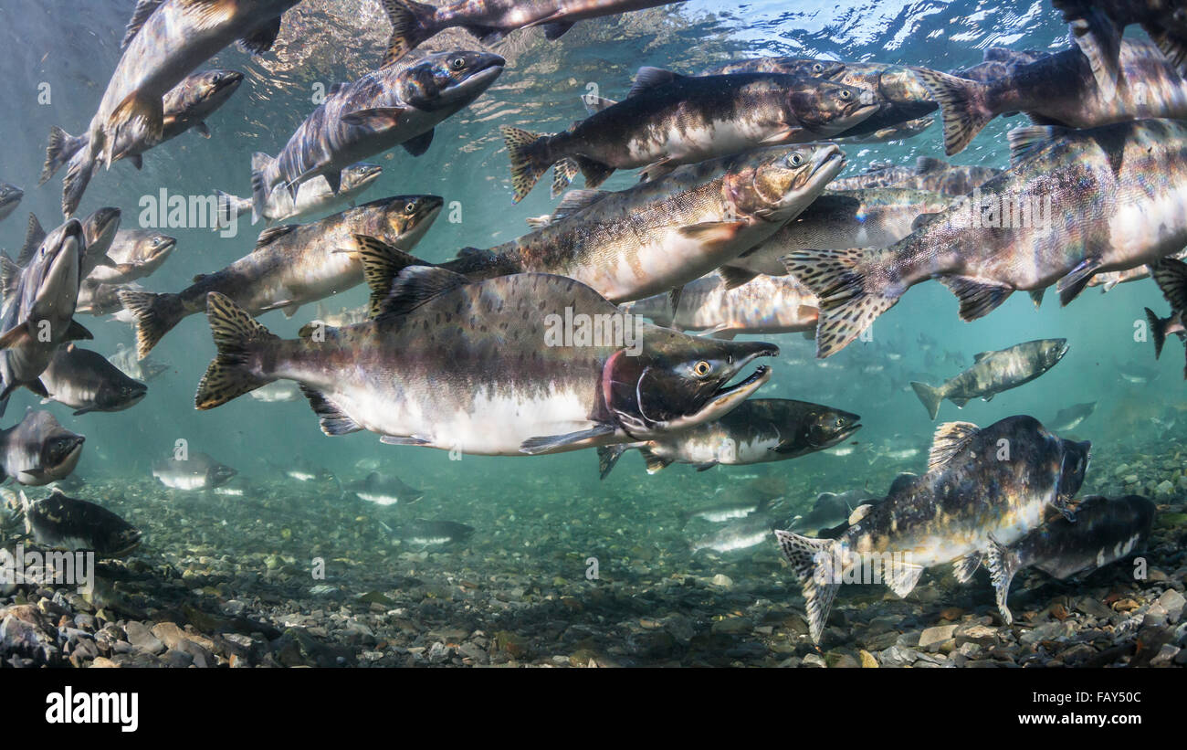 Rose et le saumon kéta (Oncorhynchus gorbuscha et O. keta) migration de reproduction d'été dans un affluent du Prince William Sound, Alaska). Banque D'Images