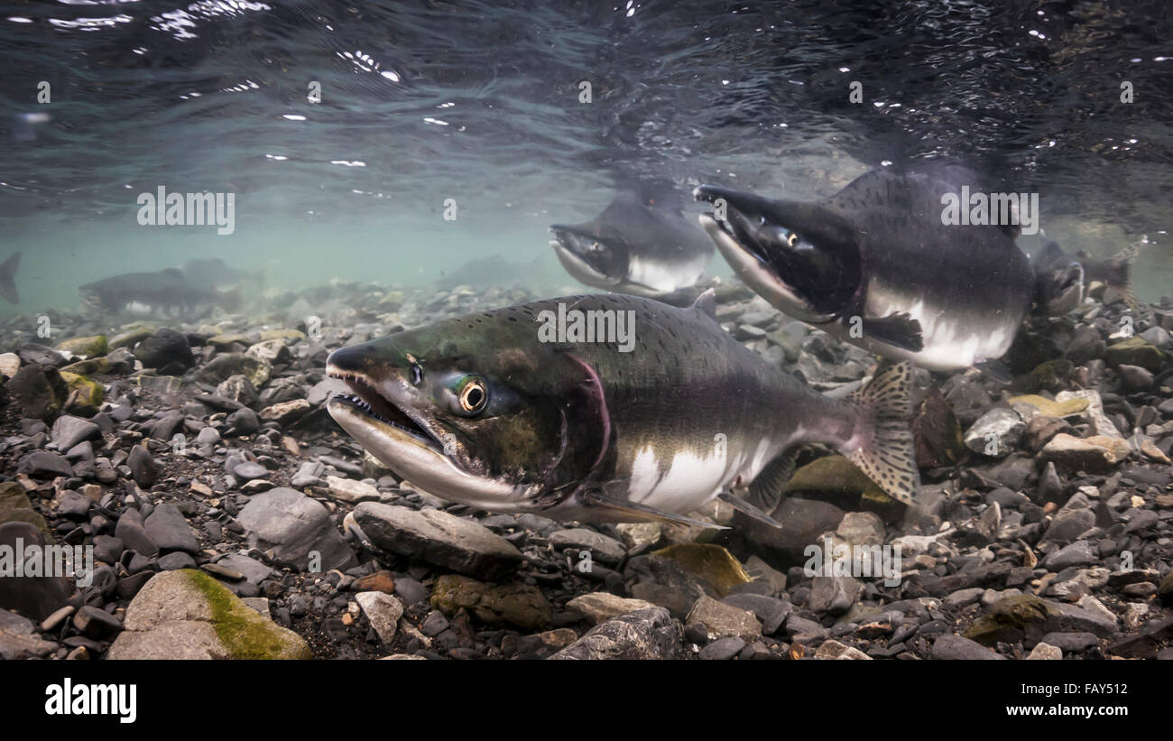 Femme Le saumon rose (Oncorhynchus gorbuscha) ses sondes pendant que son mâle alpha redd en aval des gardes, de l'Alaska Banque D'Images