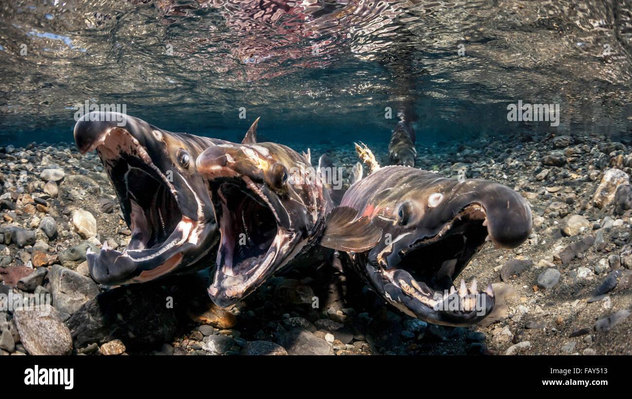 Le saumon coho (Oncorhynchus kisutch) dans la loi de la ponte dans un flux de l'Alaska au cours de l'automne. Banque D'Images