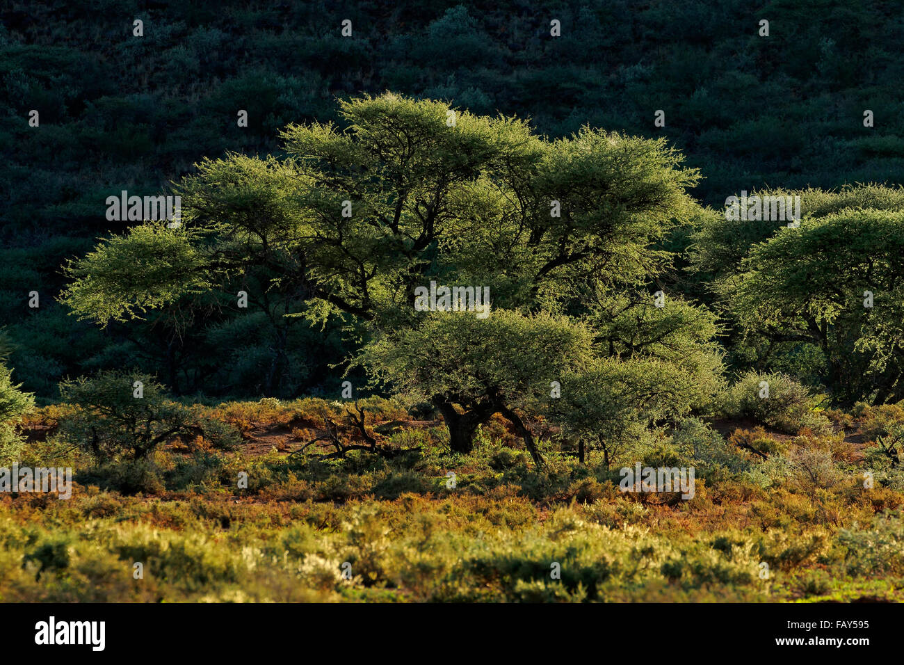 Paysage avec arbres d'Acacia en fin d'après-midi, lumière, Mokala National Park, Afrique du Sud Banque D'Images