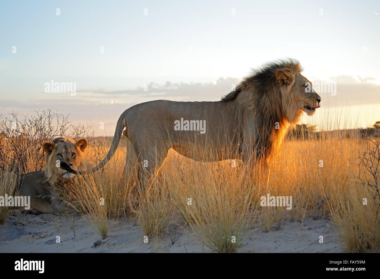 Grand mâle African lions (Panthera leo) in early morning light, désert du Kalahari, Afrique du Sud Banque D'Images