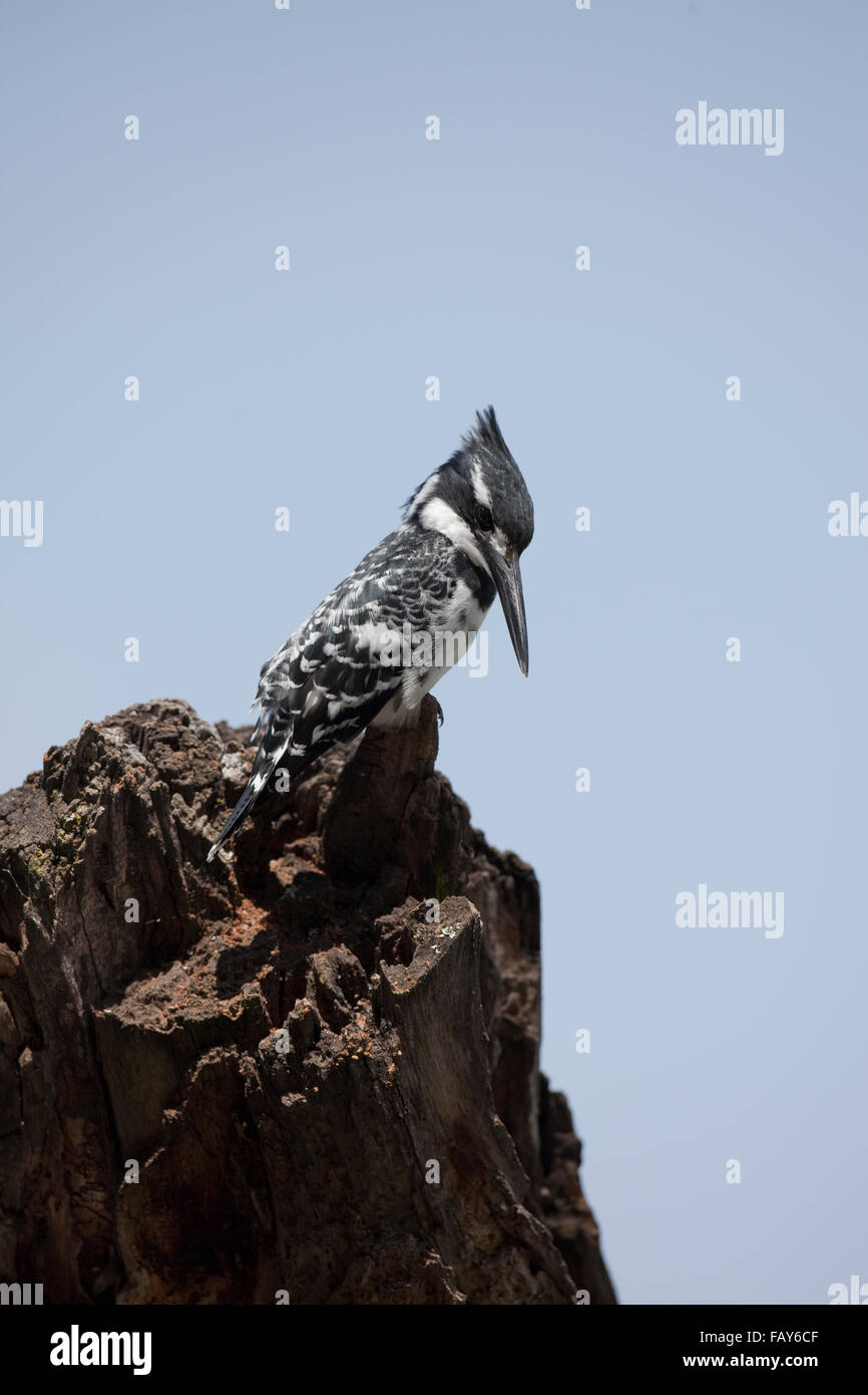 Noir soudanais grue couronnée (Balearica pavonina ceciliae). La croissance des récoltes jusqu'à bord du lac droit réduit le succès de reproduction de cette sous-espèce. L'Éthiopie. Banque D'Images