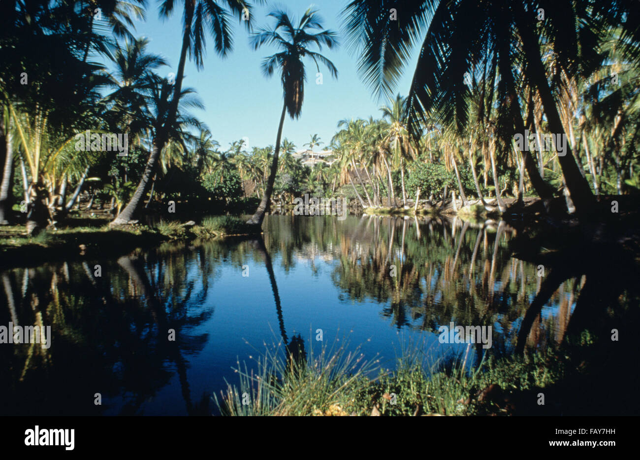 Big Island, Hawaii, Kona Village de Ka'upulehu, Anchialine les étangs du poisson Banque D'Images