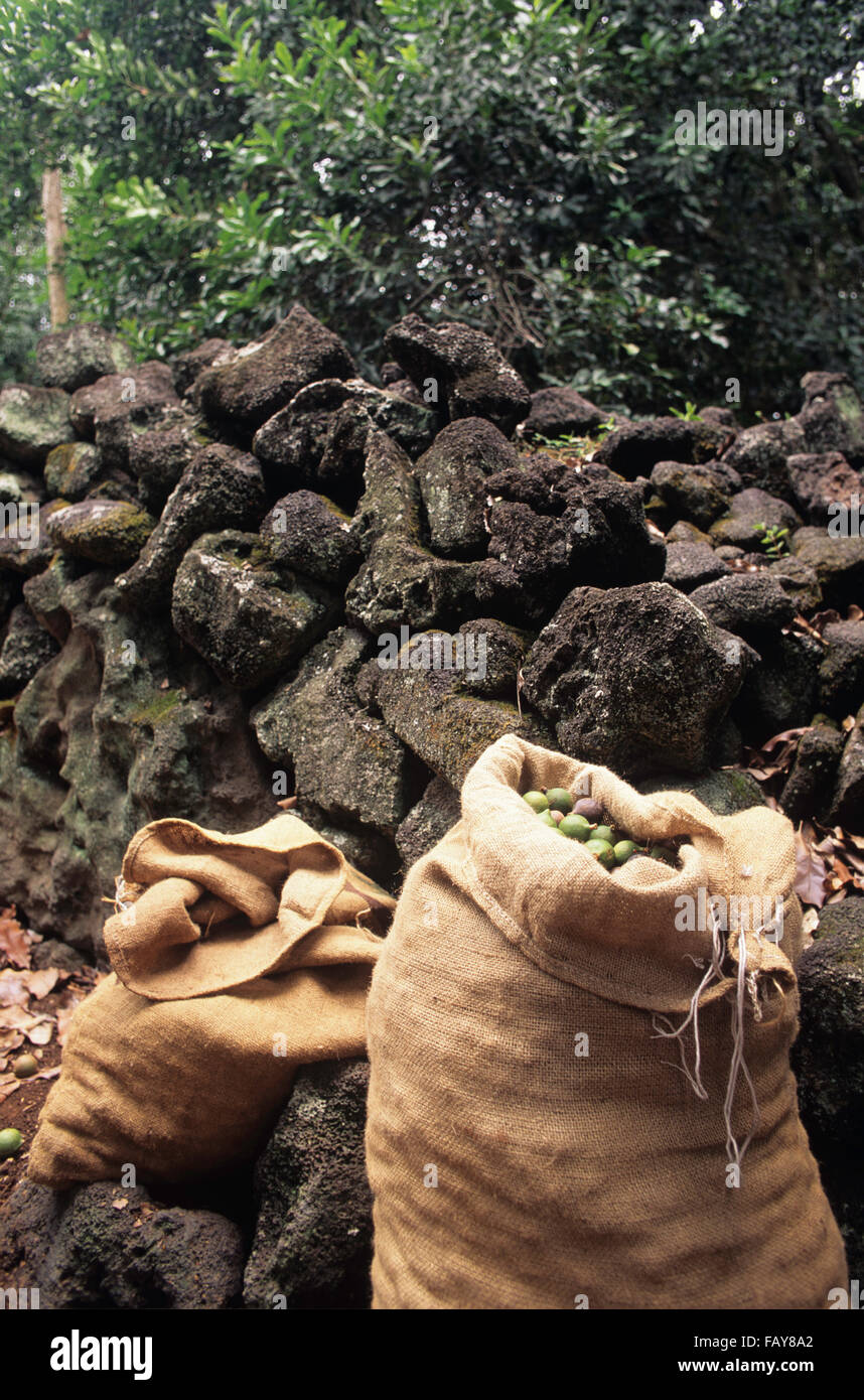 Big Island, Hawaii, Afrique du Kona, Macadamia farm, récoltés des écrous dans des sacs de jute appuyée sur un mur de pierre de lave Banque D'Images