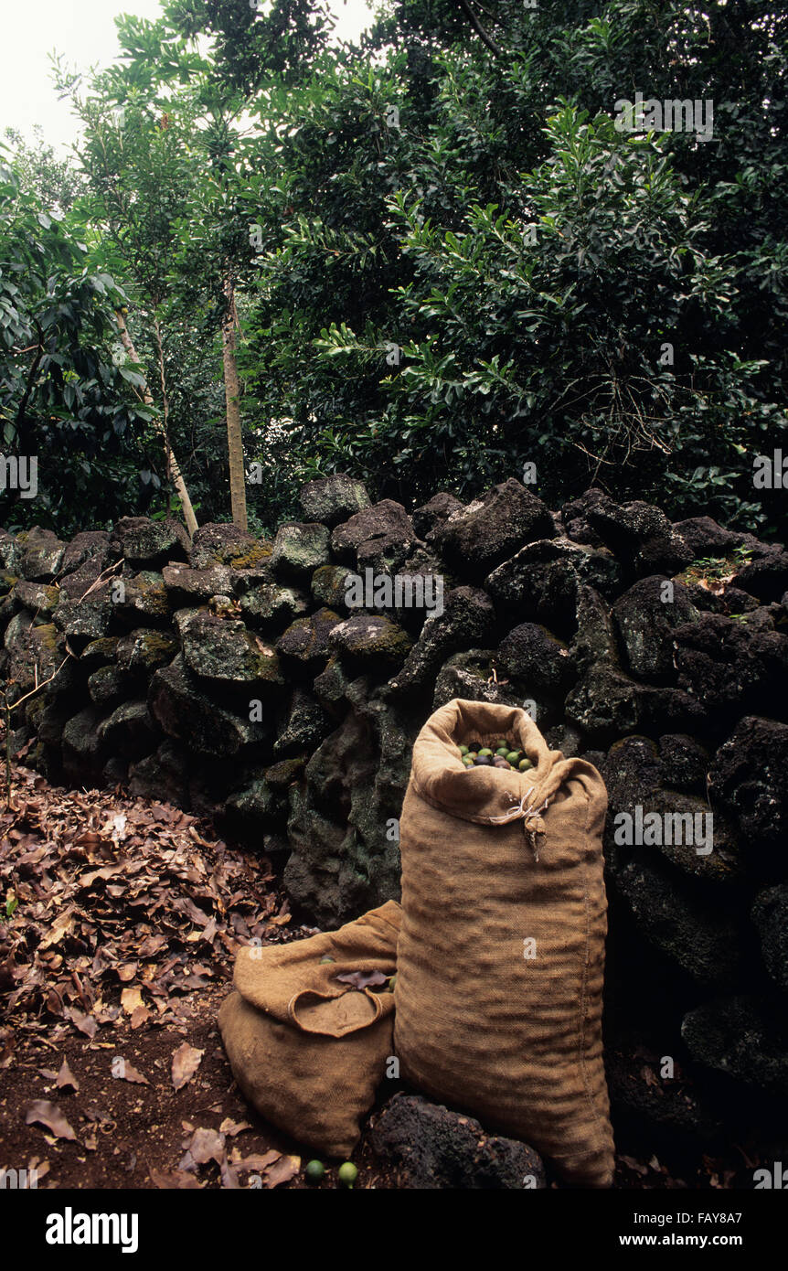 Big Island, Hawaii, Afrique du Kona, Macadamia farm, récoltés des écrous dans des sacs de jute appuyée sur un mur de pierre de lave Banque D'Images