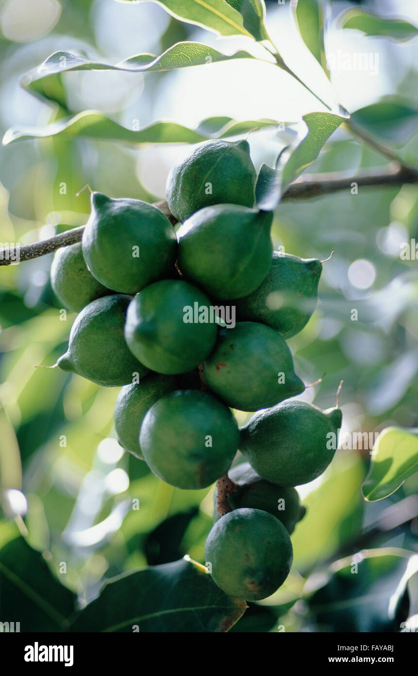 Big Island, Hawaii, ferme de noix de Macadamia, noix on tree Banque D'Images