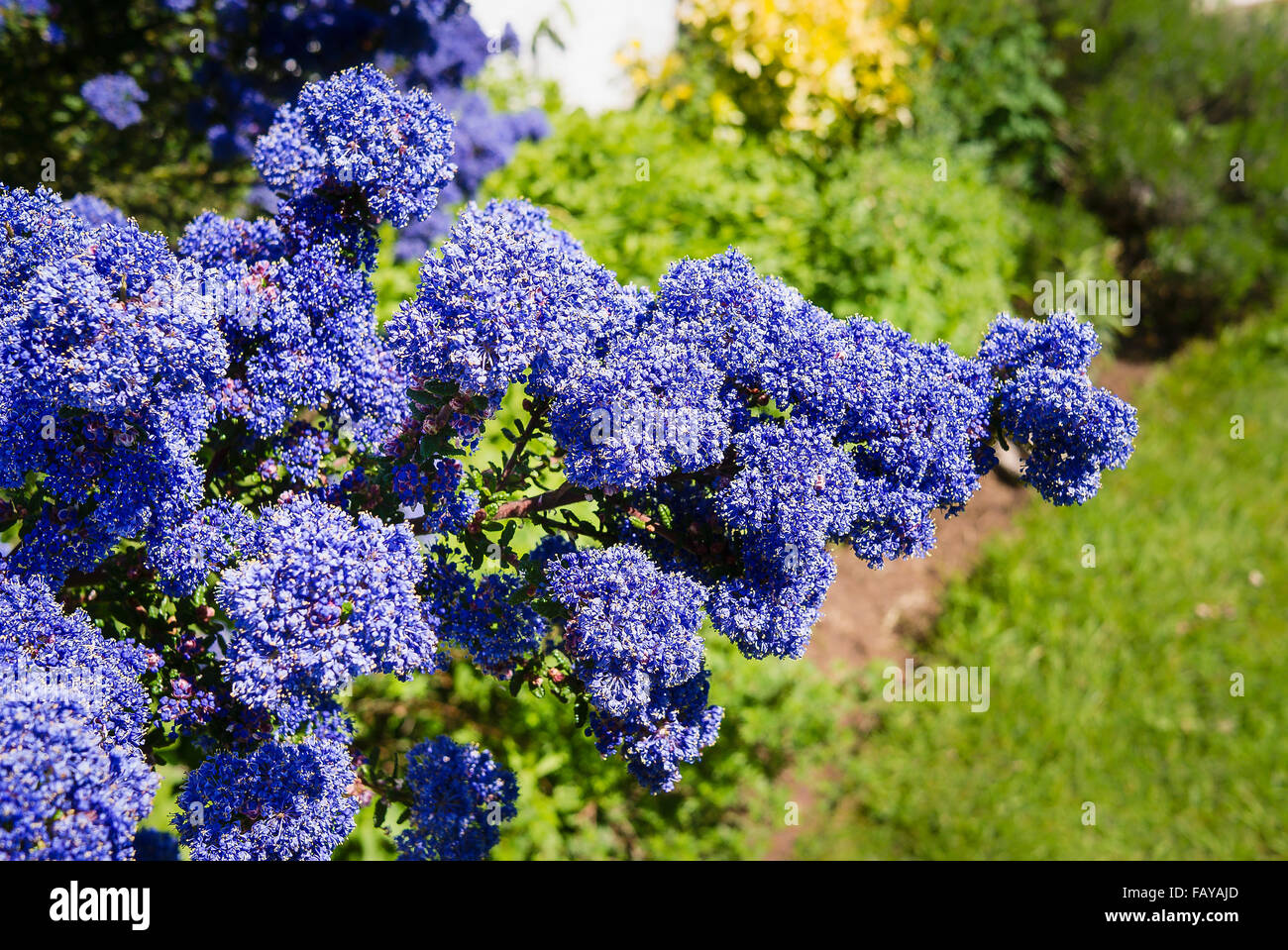 Ceanothus Dark Star en pleine floraison Banque D'Images