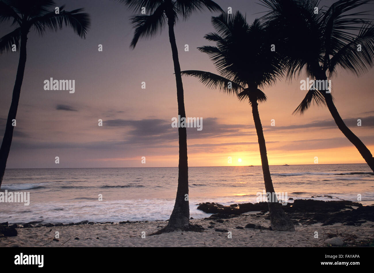 Big Island, Hawaii, coucher du soleil à Kona Beach, palm tree silhouettes Banque D'Images