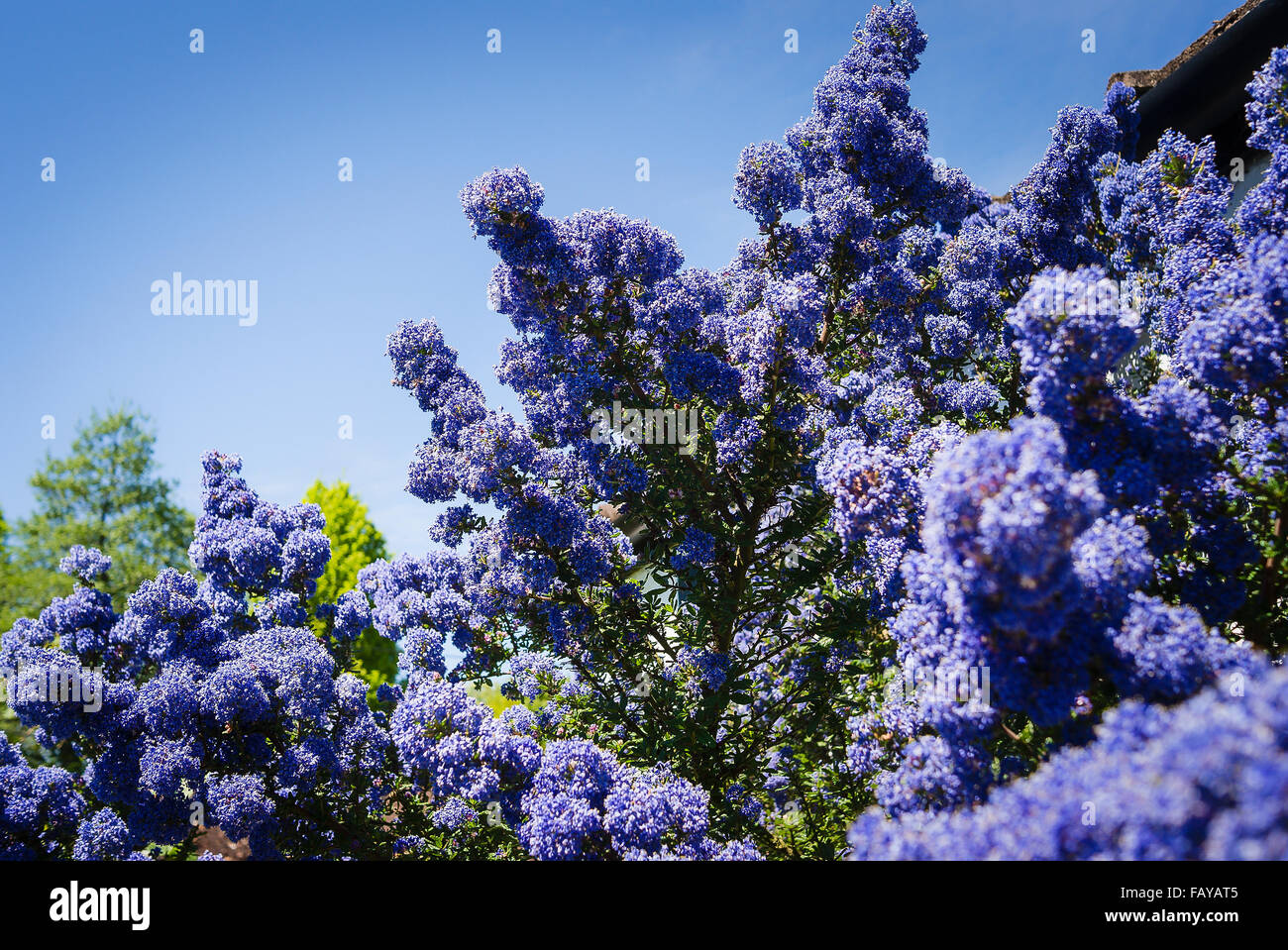 Ceanothus Dark Star en pleine floraison Banque D'Images