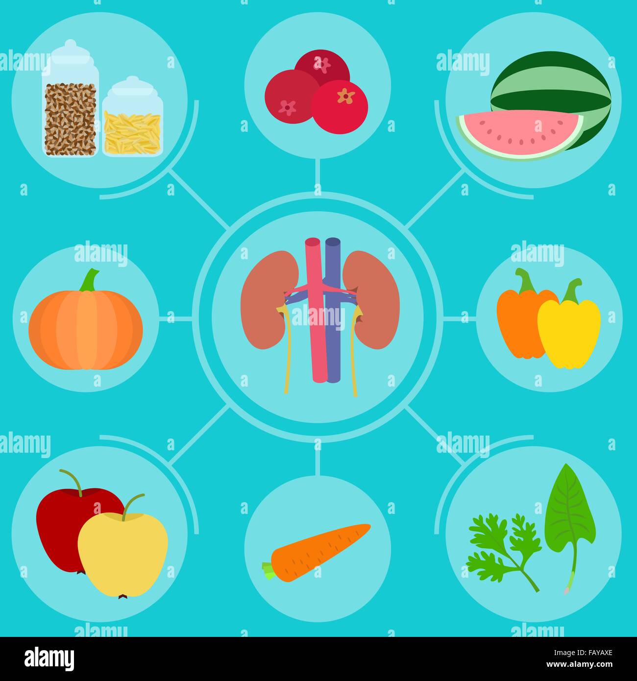 L'infographie d'aliments sains pour les reins Illustration de Vecteur