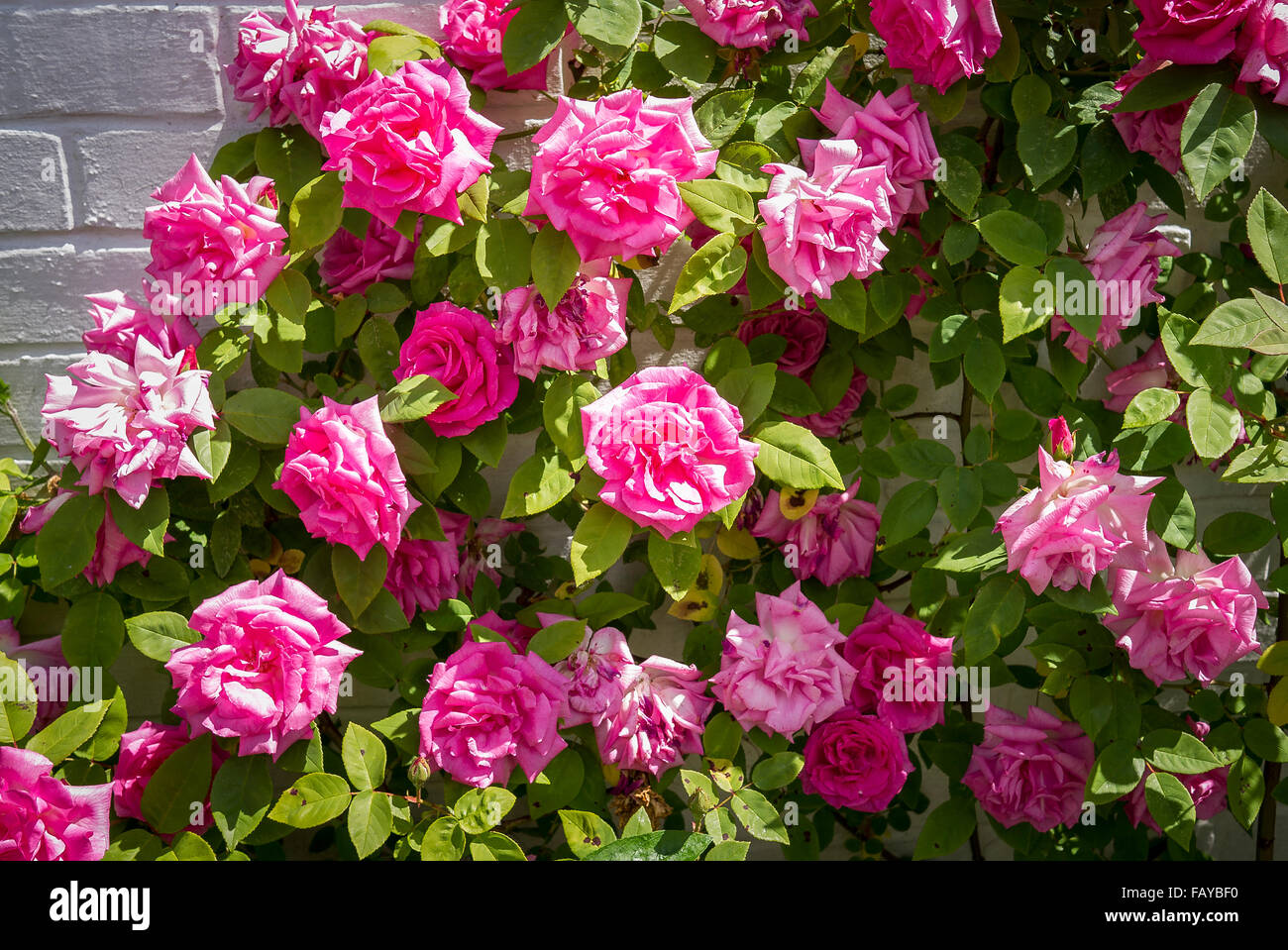 Rose Zéphirine Drouhin escalade en pleine floraison Banque D'Images