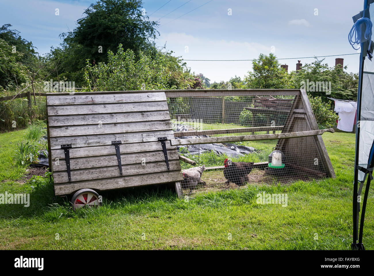 Un coup de poulet en bois à l'herbe à Somerset Banque D'Images