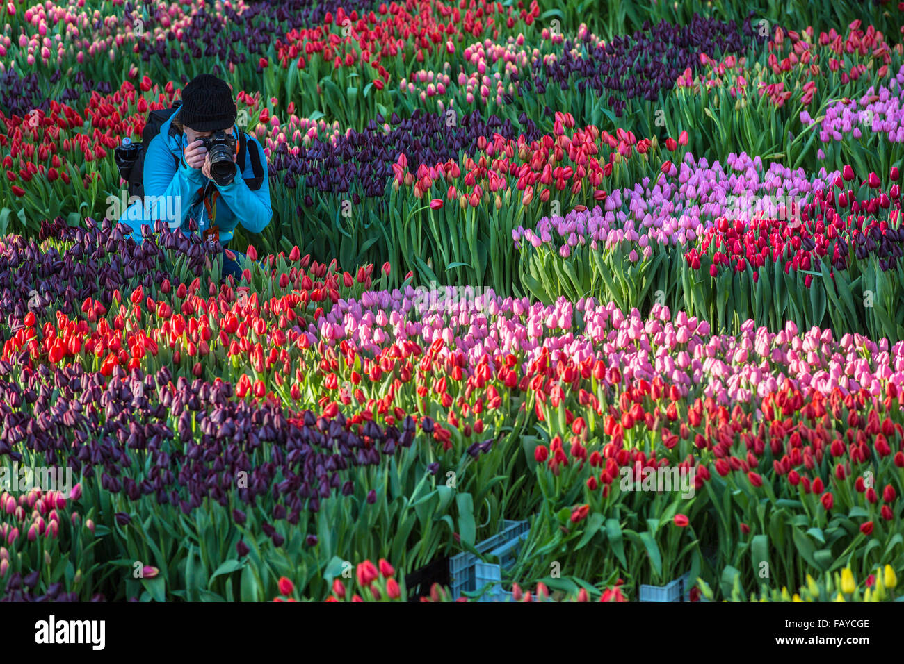 Pays-bas, Amsterdam, début de saison des tulipes sur la place du Dam. Les  gens peuvent choisir les tulipes pour gratuitement. Journée nationale Tulip  Photo Stock - Alamy