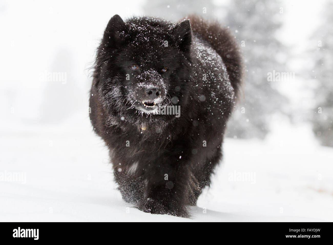 Chien noir dans la neige. Banque D'Images