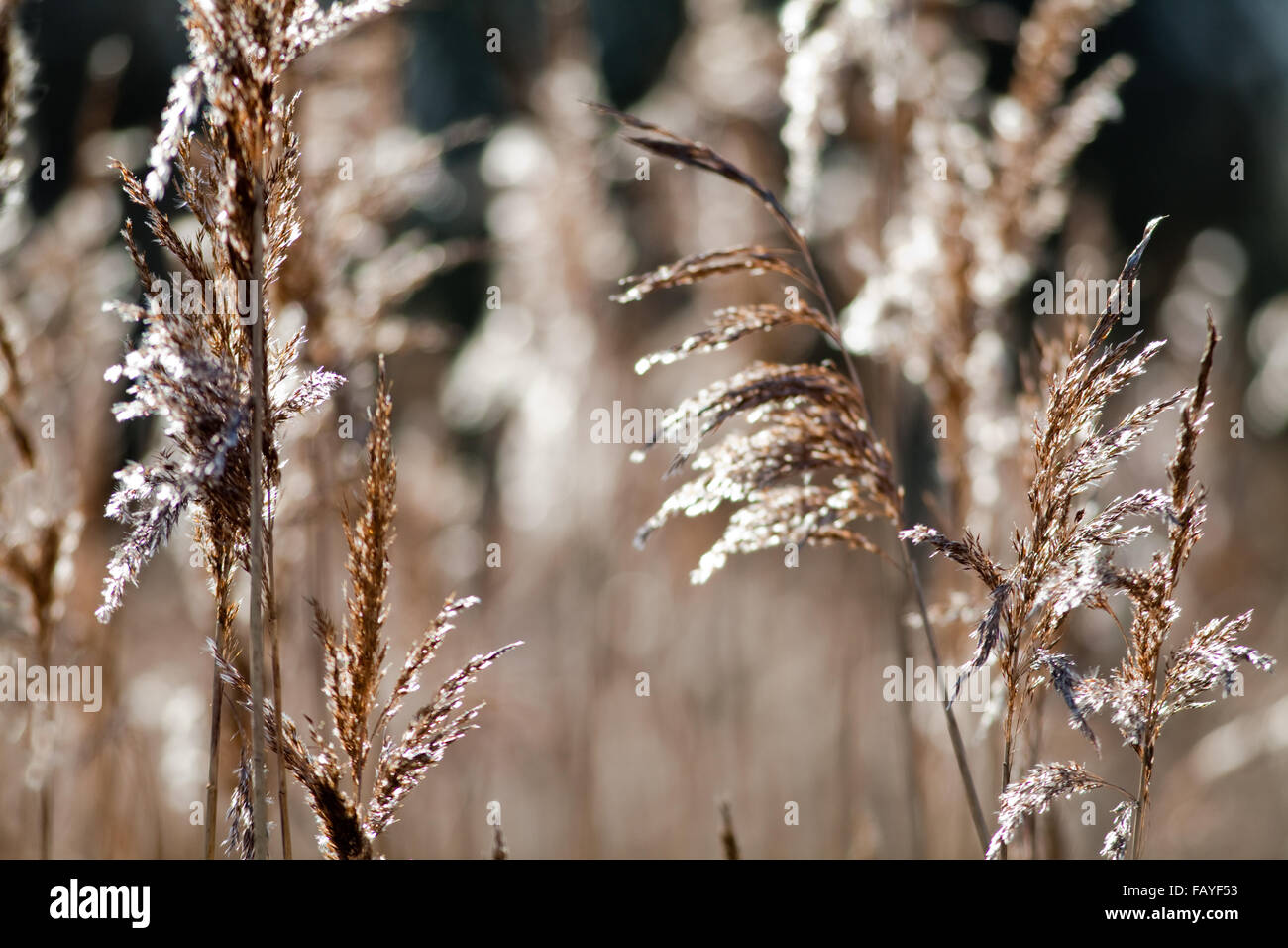 Ou commune Norfolk Reed (Phragmites australis). Panicule ou têtes de graine de l'année cliquez. Calthorpe large. Le Norfolk. Janvier. Banque D'Images