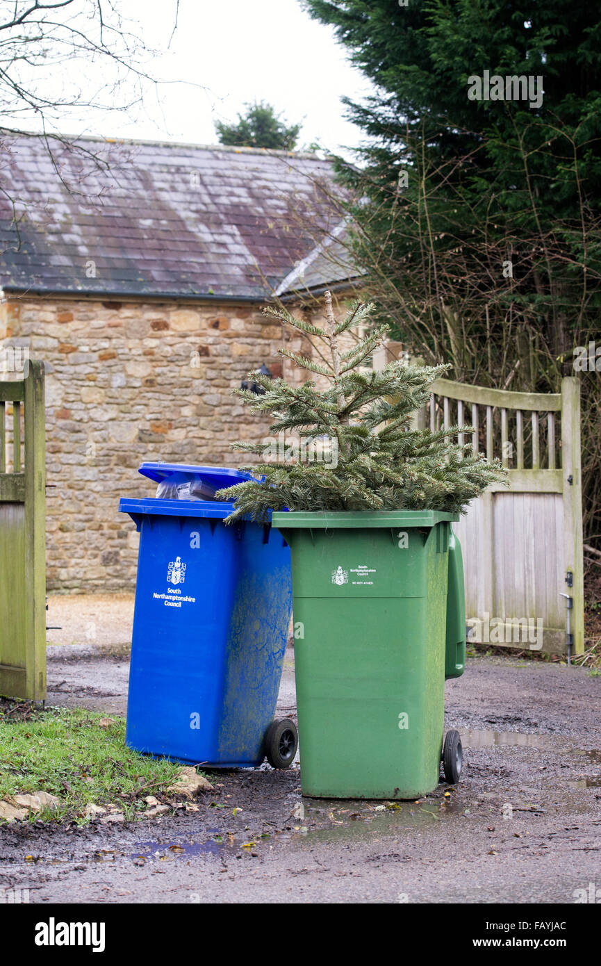 Noël est terminé. Arbre de Noël dans un wheelie bin Banque D'Images