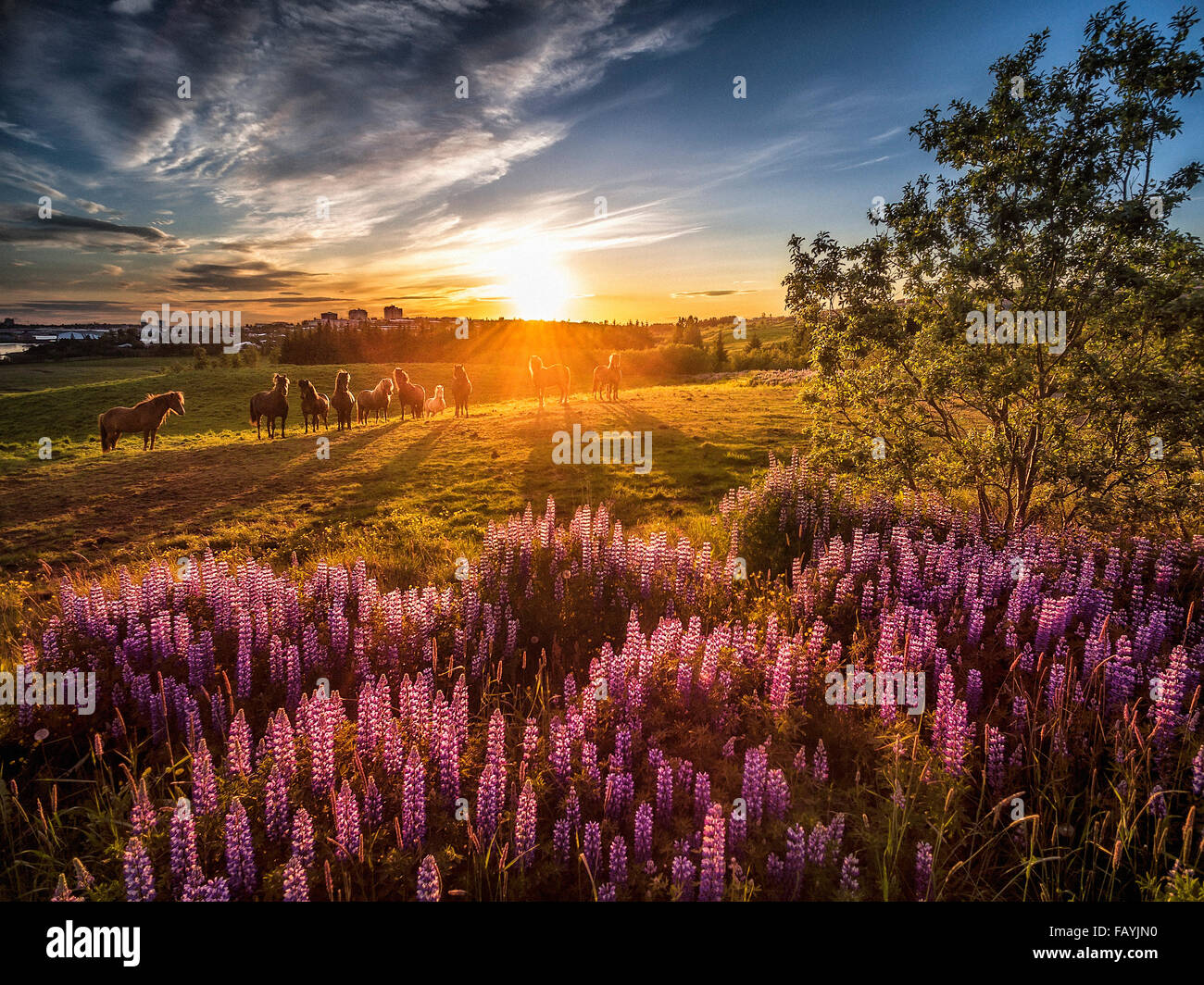 Soleil de minuit, le lupin fleurs sauvages et les chevaux, Reykjavik, Islande. Droit tourné avec un drone. Banque D'Images