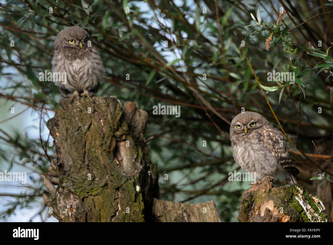 Deux naissances de Little Owl / Minervas Owl / Steinkaeuze ( Athene noctua ) perché sur un saule pollard, faune, Europe. Banque D'Images