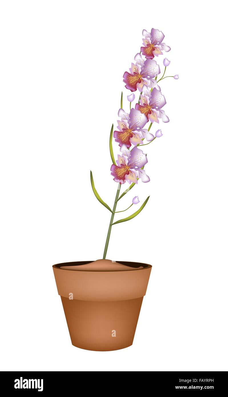 Un symbole de l'amour et le Luxe, Illustration belle couleur rose Les orchidées Vanda dans les pots de fleurs en terre cuite pour décoration de jardin. Banque D'Images