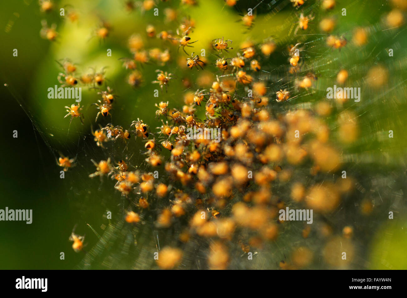 Un nid de minuscules araignées bébé jaune et noire dans un jardin anglais. Banque D'Images