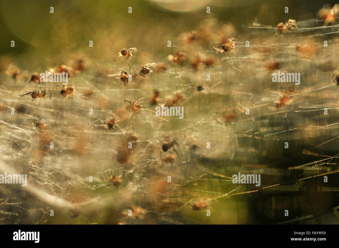 Un Nid De Minuscules Araignees Bebe Jaune Et Noire Dans Un Jardin Anglais Photo Stock Alamy Un Nid De Minuscules Araignees Bebe Jaune Et Noire Dans Un Jardin Anglais Photo Stock Alamy