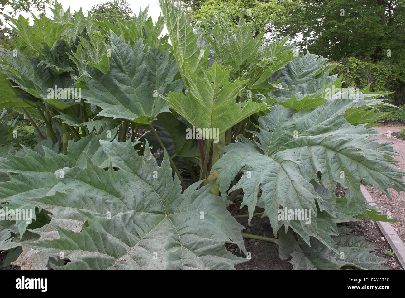 Chinese Rhubarb, rhubarbe, Rhabarber, Arzneirhabarber, Chinesischer ...